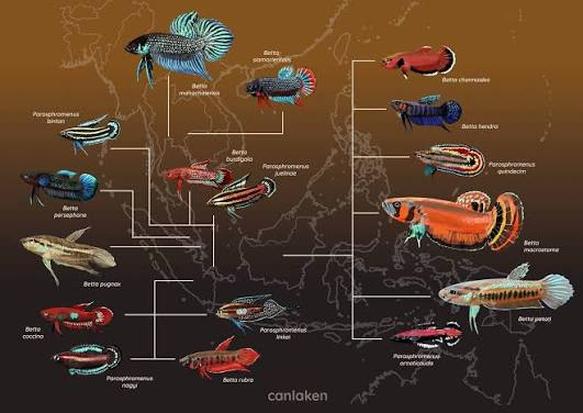 Wild Betta Fish: Species and Where They Live