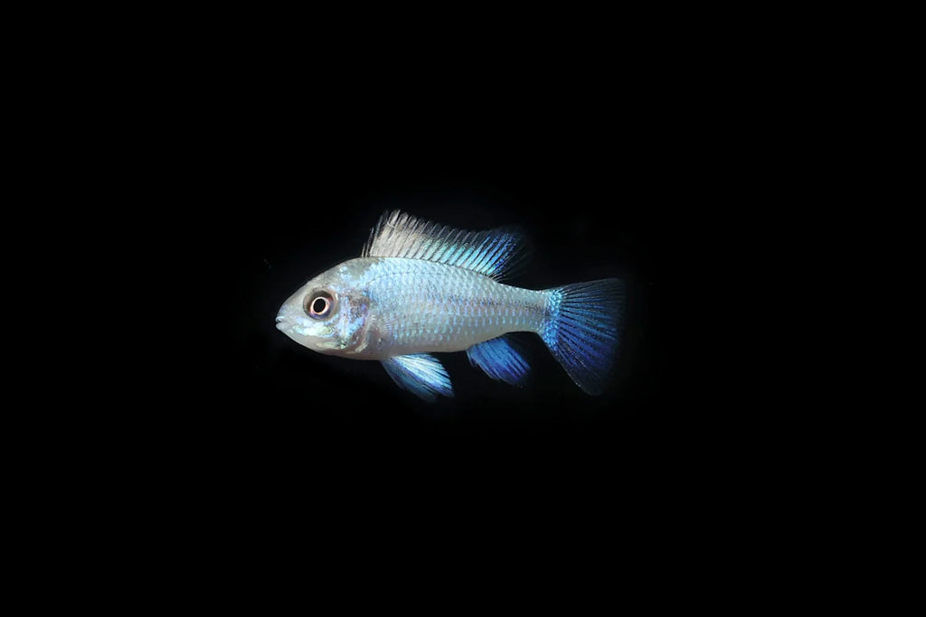 Platy Fish: Varieties, Colors, and Care Tips